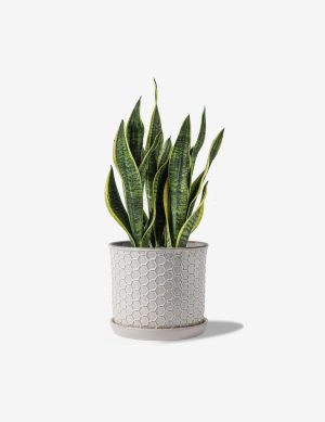 Lightweight Plastic Clock